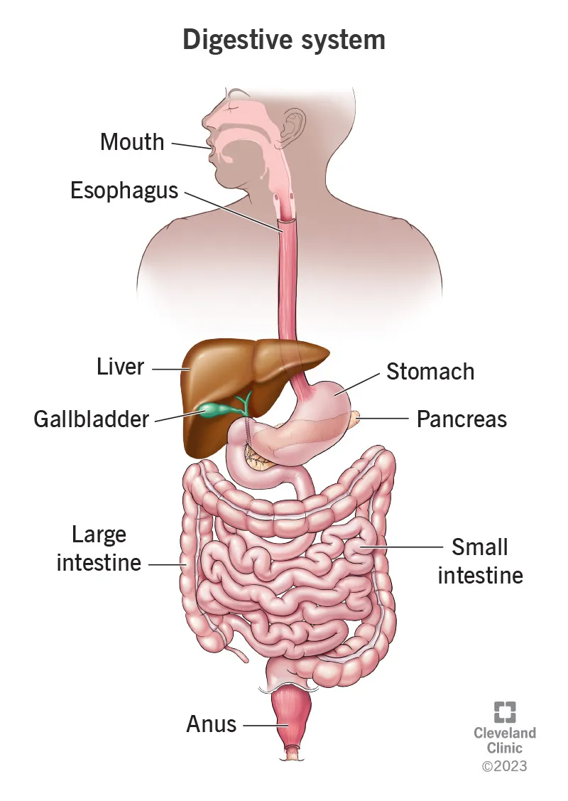 Human Digestive System Parts And Functions Affairshub